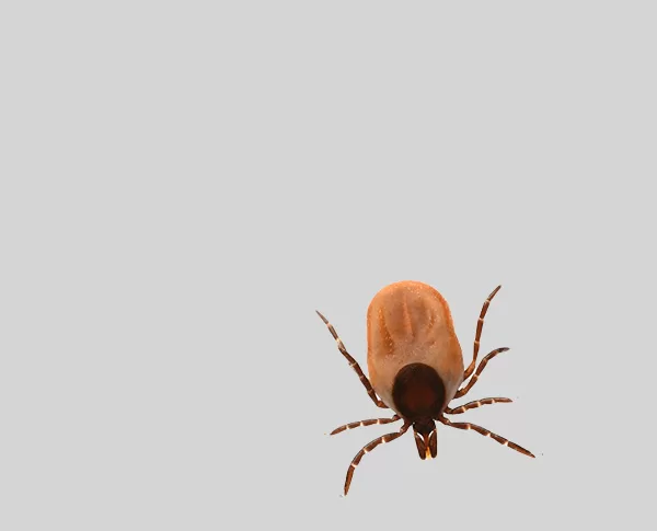 Lyme disease/chronic borreliosis