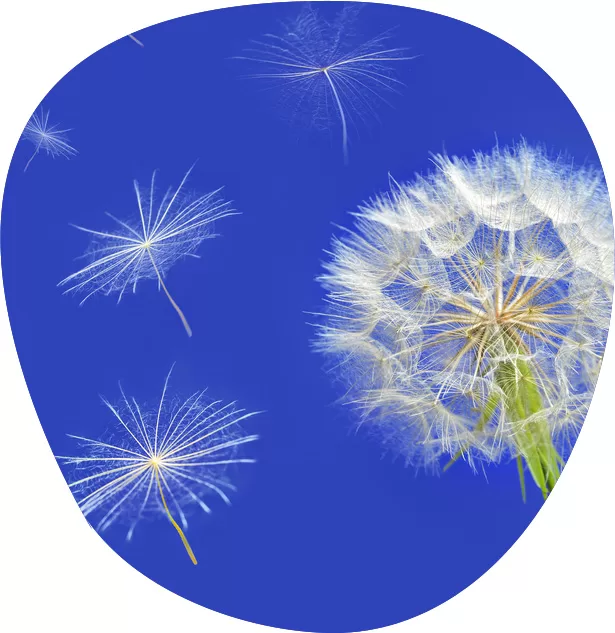 dandy
