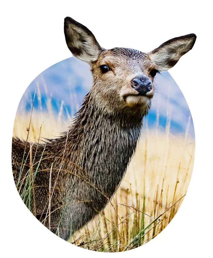 deer