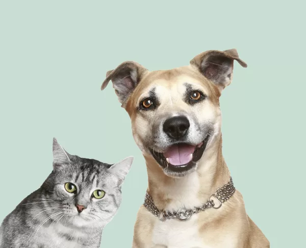 Our pet allergy treatment programme varies greatly from traditional treatments, which rely on the use of antihistamines, steroids and decongestants. We treat allergy, intolerance and sensitivity by using low-dose immunotherapy (LDI).