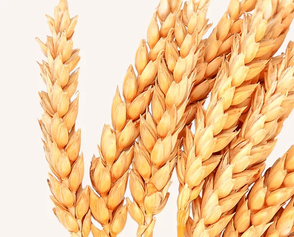 Whether you have a grain intolerance or coeliac disease, our Clinical Team can help you with dietary changes, which will involve learning about hidden grains and foods that have a similar DNA which can cause a similar reaction, as well as advising on nutritional supplementation and addressing other allergies/sensitivities.